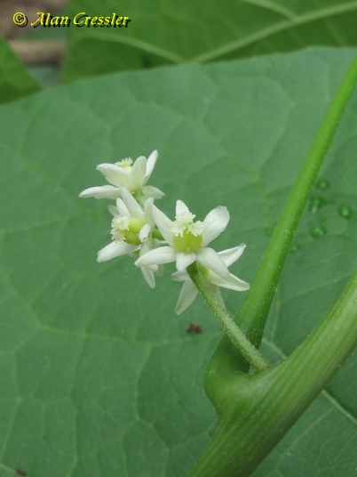 {Calycocarpum lyonii}